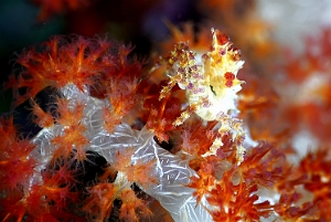 Raja Ampat 2019 - DSC08079_rc - Soft coral crab - Crabe des alcyonaires - Hoplophrys oatesii